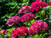 绣球花开，抒写青岛夏日浪漫