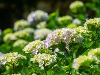 绣球花开，抒写青岛夏日浪漫
