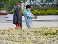 6月飘“雪”，青岛这片白色花海藏不住了