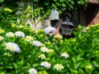 绣球花开，抒写青岛夏日浪漫