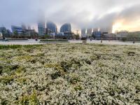 6月飘“雪”，青岛这片白色花海藏不住了