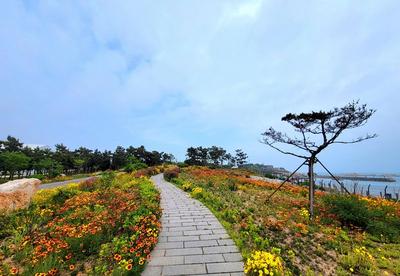 打卡去！青岛这里藏着一片“花海”