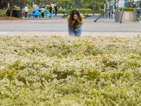 6月飘“雪”，青岛这片白色花海藏不住了