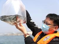 对虾、梭子蟹……被“种”到海里？看镜头