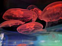 夏日好去处，组团来看梦幻水母