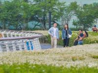 6月飘“雪”，青岛这片白色花海藏不住了