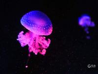 夏日好去处，组团来看梦幻水母