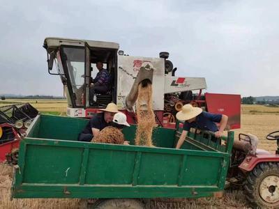 莱西：第一书记一线服务战“三夏”