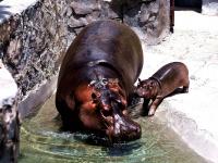 聚众“卖萌”！青岛这家动物世界内喜添“新丁”