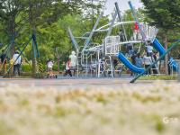 6月飘“雪”，青岛这片白色花海藏不住了