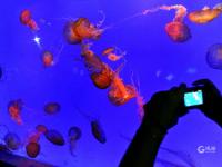 夏日好去处，组团来看梦幻水母