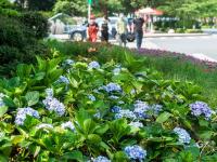 绣球花开，抒写青岛夏日浪漫