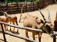 聚众“卖萌”！青岛这家动物世界内喜添“新丁”