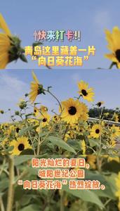 青岛这里藏着一片“向日葵花海”，速来打卡！