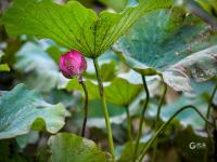 不一样的赏荷季，暴雨过后看“荷坚强”