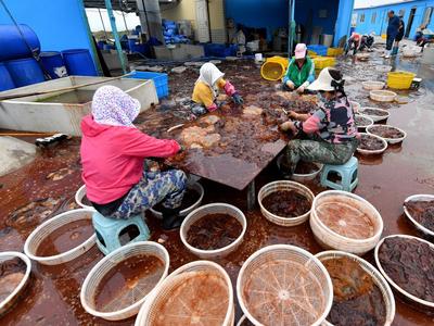 “蜇”也太香了！青岛渔民海蜇加工正当时