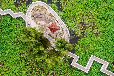 美在当“夏”！莱西月湖公园约你来赏荷花