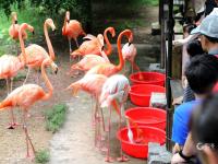 淋浴、吃瓜、啃冰……动物避暑有“凉”方