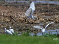 夏日悠长，百种鹭鸟扎堆“秀身姿”