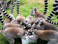 淋浴、吃瓜、啃冰……动物避暑有“凉”方