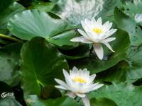 消夏好去处！青岛植物园约起来