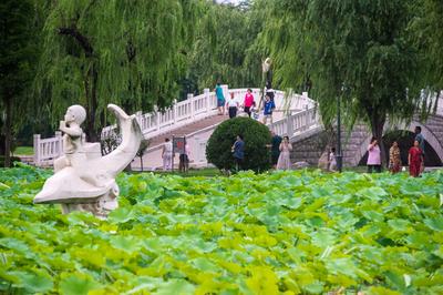 美在当“夏”！莱西月湖公园约你来赏荷花