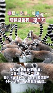淋浴、吃瓜、啃冰……动物避暑有“凉”方