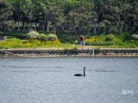 夏日里的一抹清凉绿，航拍李村河入海口