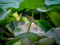 来小西湖赏荷吗？还有荷塘“精灵”作陪哟