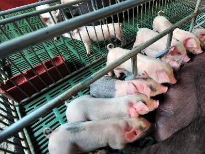 国家发改委：生猪养殖企业不得囤积居奇哄抬价格