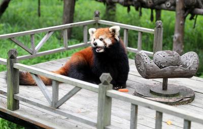 淋浴、吃瓜、啃冰……动物避暑有“凉”方