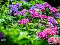 消夏好去处！青岛植物园约起来