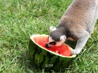 淋浴、吃瓜、啃冰……动物避暑有“凉”方