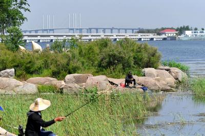 夏日里的一抹清凉绿，航拍李村河入海口
