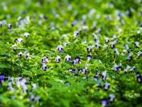 消夏好去处！青岛植物园约起来