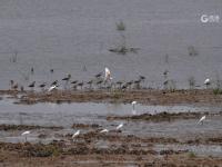 夏日悠长，百种鹭鸟扎堆“秀身姿”