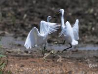 夏日悠长，百种鹭鸟扎堆“秀身姿”