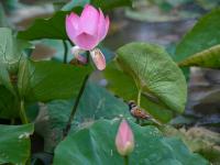 来小西湖赏荷吗？还有荷塘“精灵”作陪哟