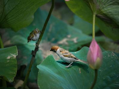 来小西湖赏荷吗？还有荷塘“精灵”作陪哟