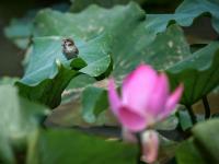 来小西湖赏荷吗？还有荷塘“精灵”作陪哟