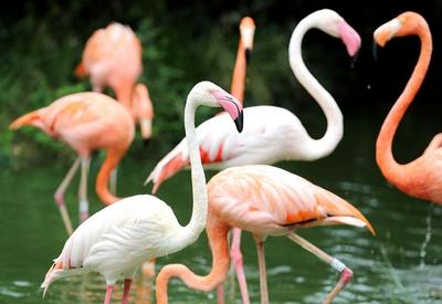 淋浴、吃瓜、啃冰……动物避暑有“凉”方