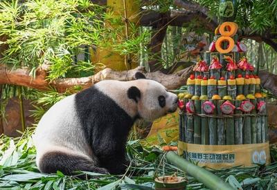 全球唯一大熊猫三胞胎迎来八岁生日