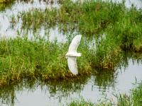 雨后莱西湖：水清鱼跃、水鸟翩跹……