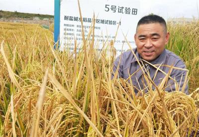 山东全方位支持黄三角国家农高区高质量发展，探索盐碱地综合利用新模式