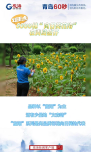6000株“向日葵花海”在青岛盛开，现实版梵高油画等你打卡