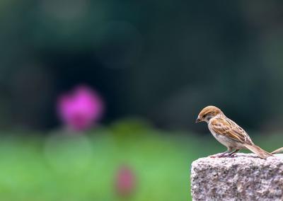 来小西湖赏荷吗？还有荷塘“精灵”作陪哟