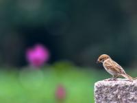 来小西湖赏荷吗？还有荷塘“精灵”作陪哟