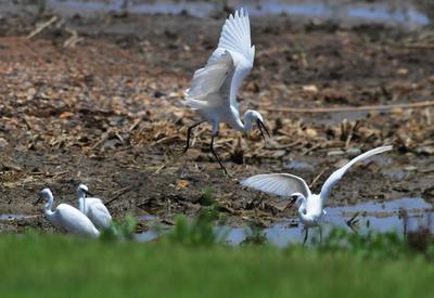 夏日悠长，百种鹭鸟扎堆“秀身姿”