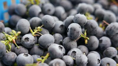 兴农记②|怎样激活蓝莓产业富农路？宝山镇正在这样做