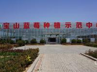兴农记②|怎样激活蓝莓产业富农路？宝山镇正在这样做
